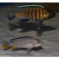 Malawiciklide, Pseu. tropheops red fin